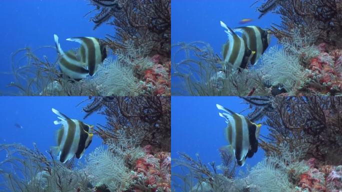 热带珊瑚礁上的Pennant Bannerfish