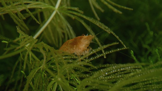 水中绿植间的橙虾水族馆海鲜河鲜小虾河虾