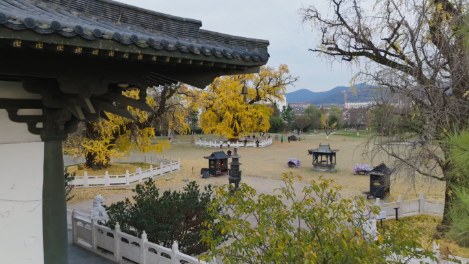 美丽南京4K古惠济寺千年银杏树航拍宣传片