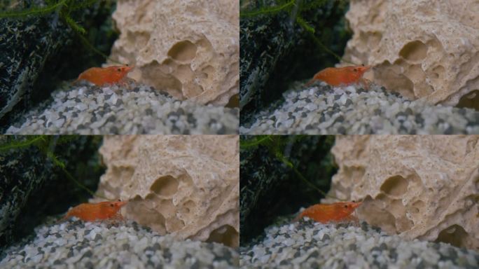 水中鹅卵石上的橙色虾