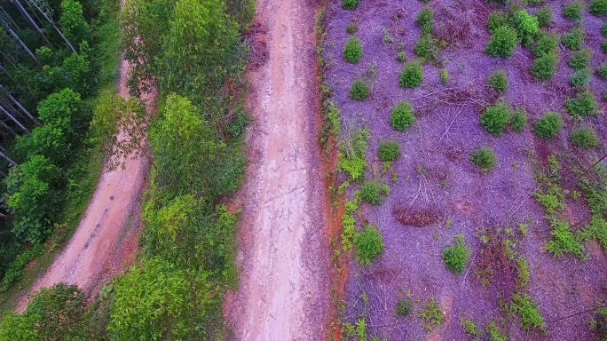 乡村土路山路 广西经济桉树林 越野公路