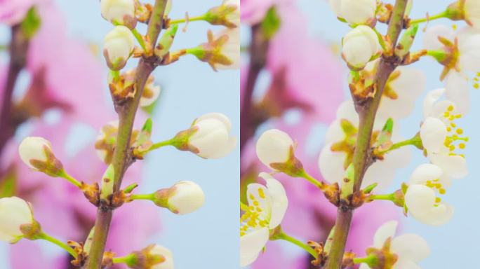 野生梅花在垂直格式的延时4k视频中绽放。石果花在春天开花。9： 16垂直格式，适用于手机和社交媒体。