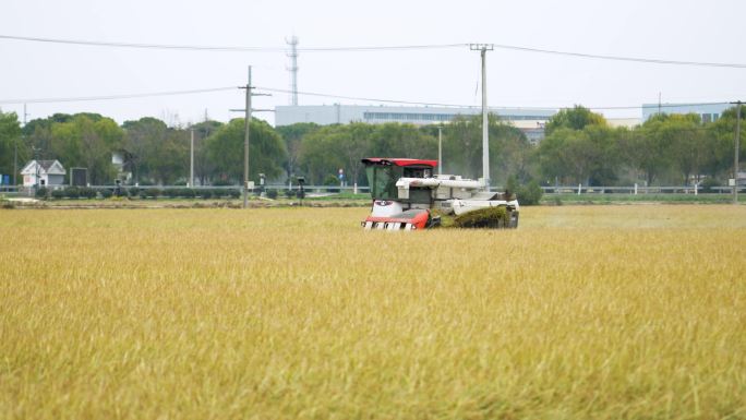 乡村水稻小麦农作物机械化收割