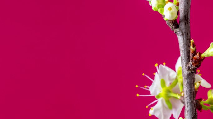一棵梅花在红色背景下绽放和生长，时间跨度为4k。盛开的白色小李子花。垂直运动时以9:16的比例延时。