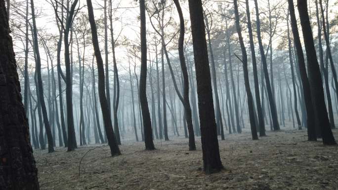 森林火灾后火灾后森林破坏烧焦树木