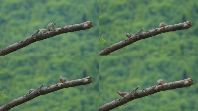 松鼠格子鸟雨天觅食3