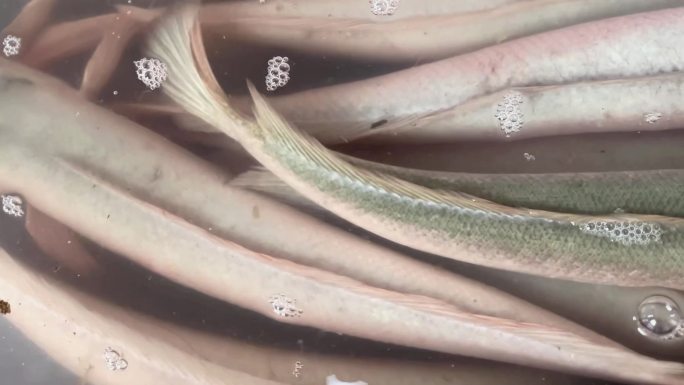 水产养殖河鲜鱼类养殖白乌鱼高端食材