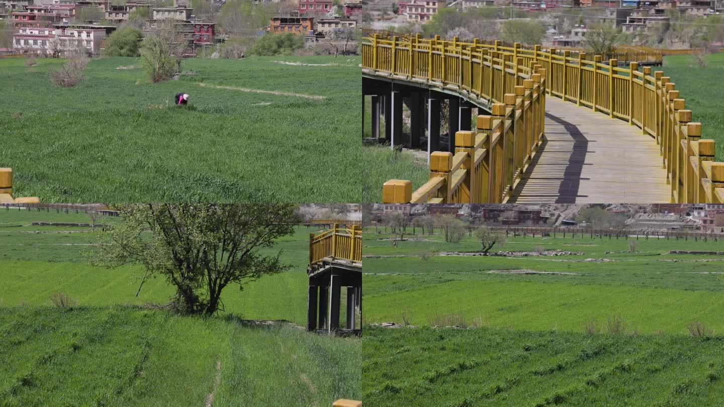 4K四川甘孜州巴塘县的栈道和农田