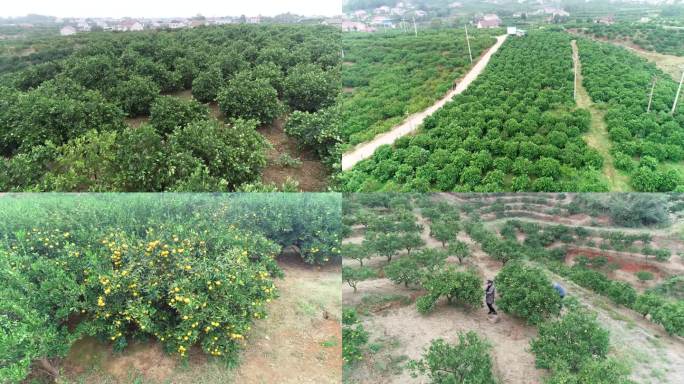 湖南柑橘橘子种植航拍脐橙种植橘子采摘