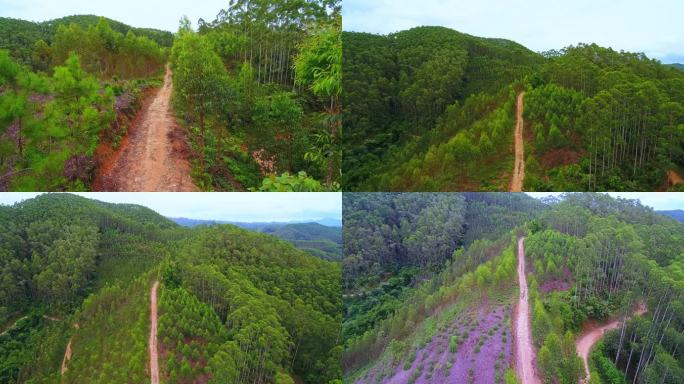 桉树林 山地摩托越野公路赛道 参赛车手