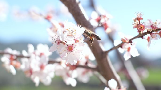 蜜蜂和梅花采蜜蜂蜜蜂巢
