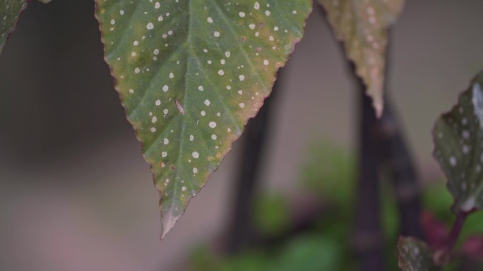 斑叶竹节秋海棠