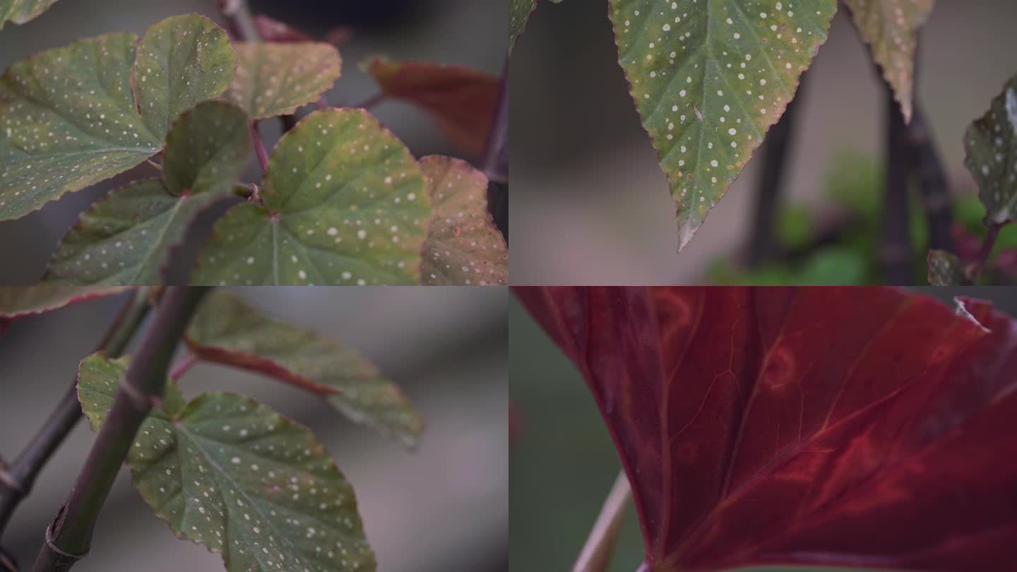 斑叶竹节秋海棠