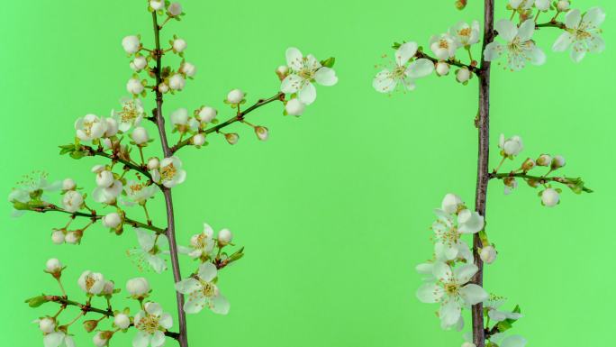 野生梅花盛开在绿色的水平格式延时4k视频。石果花在春天开花。
