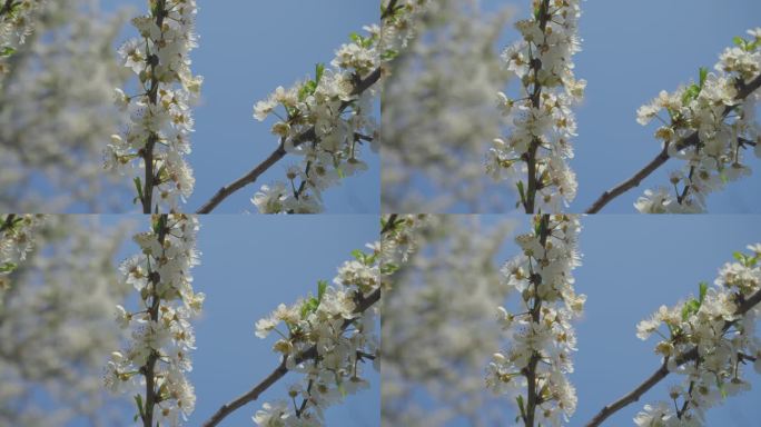 在4k视频的水平格式中，盛开在绿色的野梅花。石果花在春天的蓝天下开花。