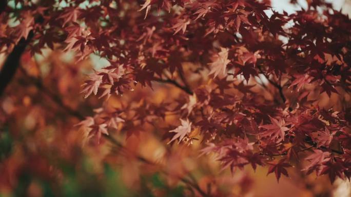 秋季公园红枫落叶