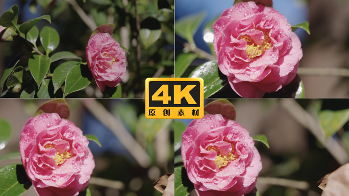 4K-云南山茶花实拍素材，布满露珠的花朵
