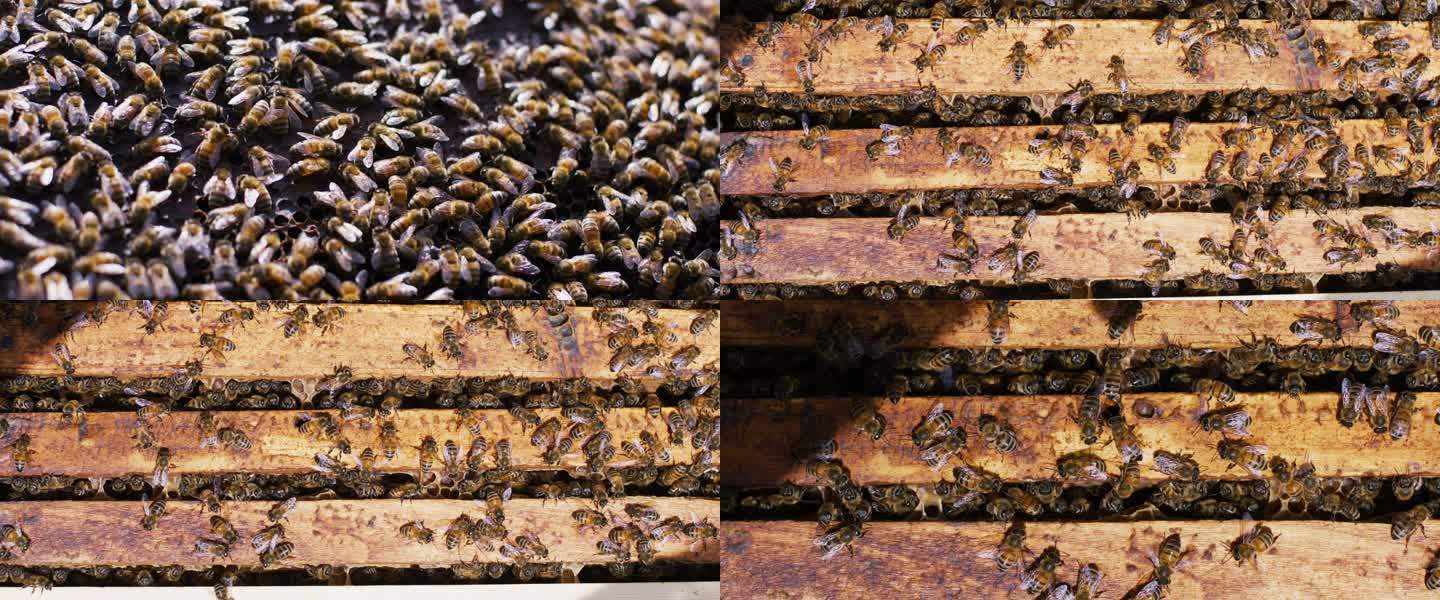 蜜蜂和蜂农空镜