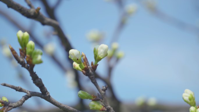 一株梅花在蓝色背景下开花和生长的视频。盛开的白色小李子花。4K视频剪辑9:16比例。