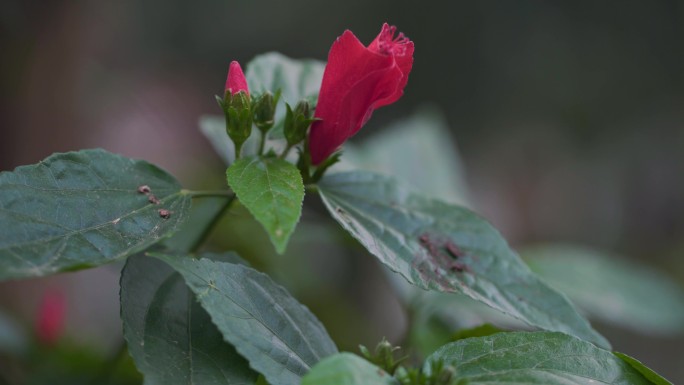 垂花悬铃花