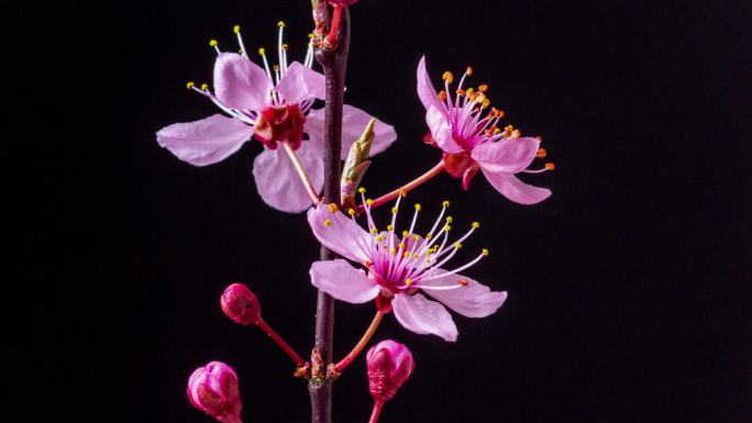 野生梅花在水平格式的延时4k视频中以黑色绽放和旋转。石果花在春天开花。