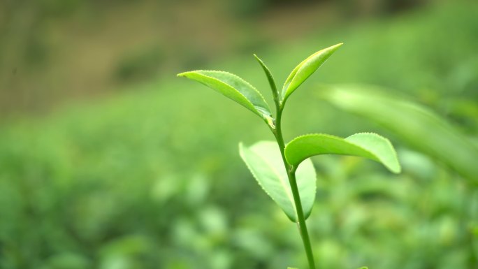 拍一张绿茶叶子的特写镜头。