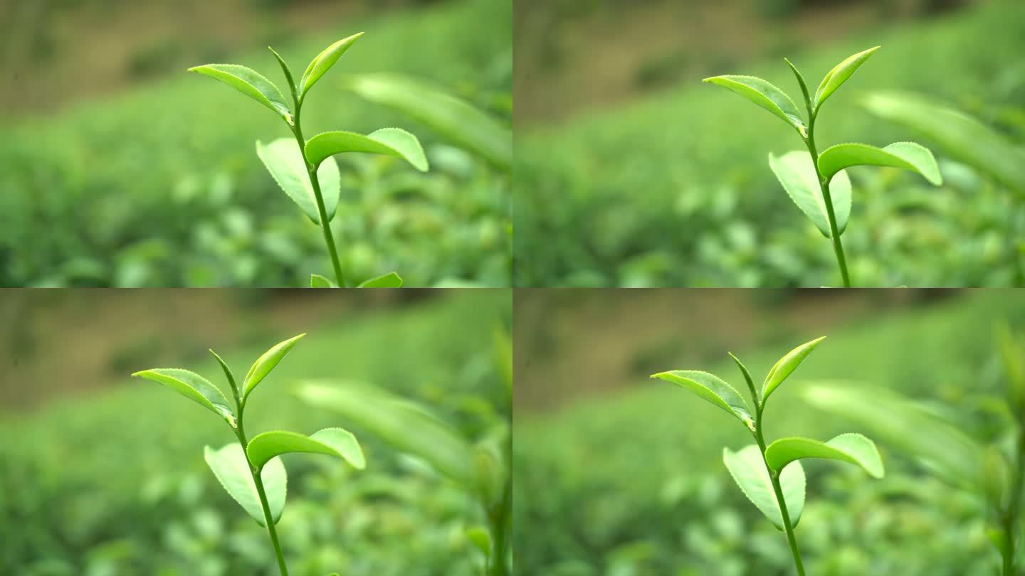 拍一张绿茶叶子的特写镜头。