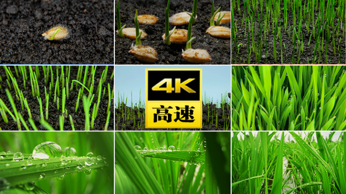 种子发芽生长水稻农业播种泥土万物生长露水