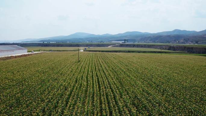 鲁家沟镇生态灌溉玉米种植