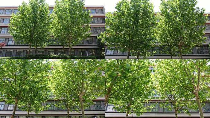 DJI_0704东营 市一中 校园