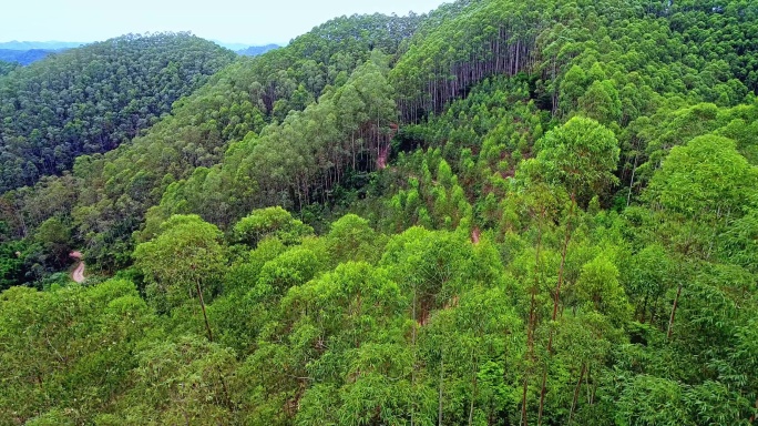 桉树林 山地越野公路赛道 广西经济林山林