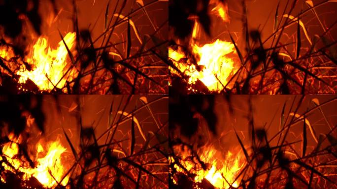 CU野生动物火灾森林，音频可用