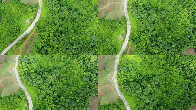 侵犯或破坏天然林概念的鸟瞰图。