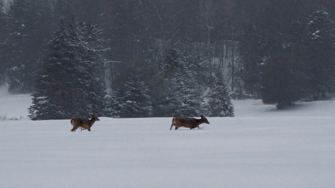 梅花鹿 小鹿 雪原上的小鹿 野生动物