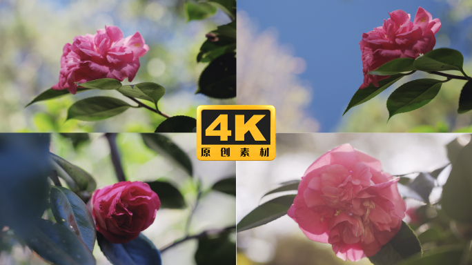 4K-云南山茶花实拍素材，山茶盛开