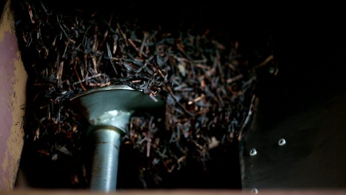 茶厂制造业干茶树