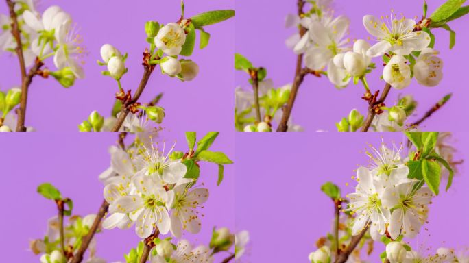 一株梅花在粉色背景下绽放和生长，时间跨度为4k。盛开的白色小李子花。时间以9:16的比例流逝。
