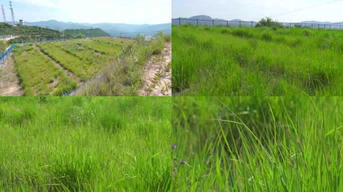 4K黄土高原水土保持 优良牧草试验地