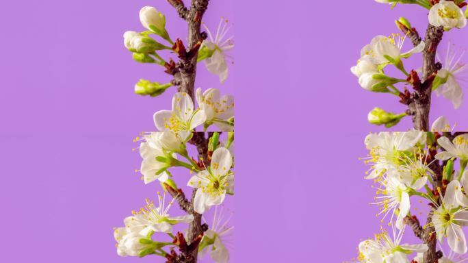 一株梅花在粉色背景下绽放和生长，时间跨度为4k。盛开的白色小李子花。时间以9:16的比例流逝。