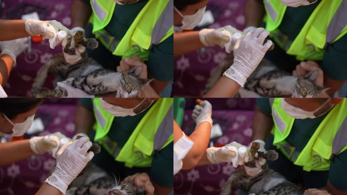 从森林大火中救出的猫正在接受兽医的治疗。