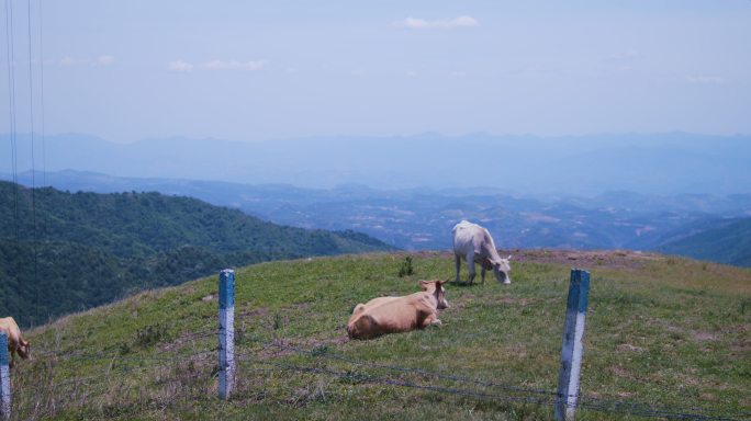 山顶放牛吃草
