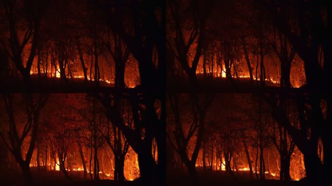 热带森林野火的实时剪影树枝