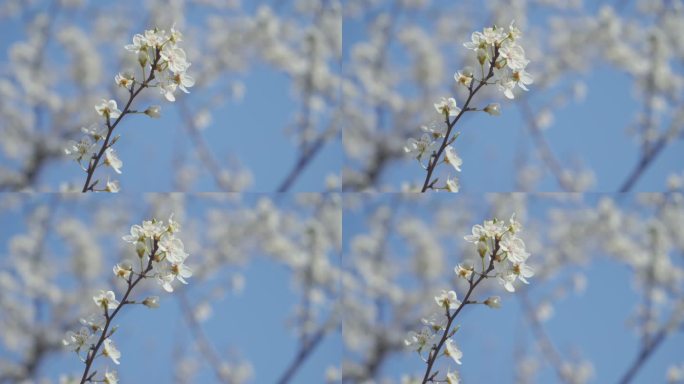 一株梅花在蓝色背景下开花和生长的视频。盛开的白色小李子花。4K视频剪辑9:16比例。