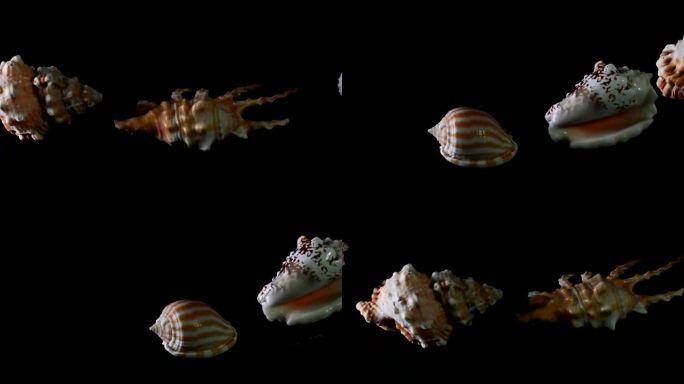 各种海螺壳展示视频素材