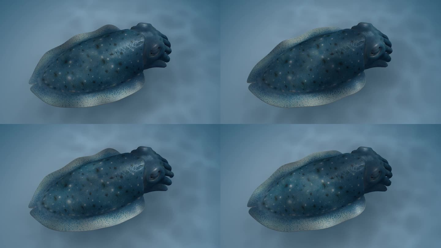 海底世界 乌贼 墨鱼 乌贼变色 3D动画