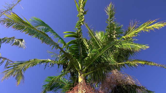 低角度棕榈树三亚厦门青岛风景海南海岛