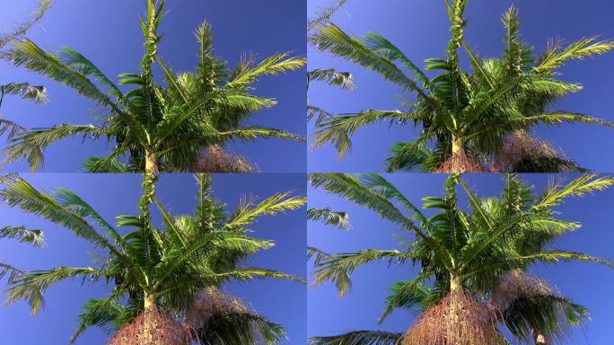低角度棕榈树三亚厦门青岛风景海南海岛