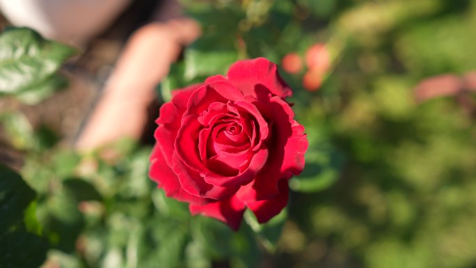 从上面看花园里的红玫瑰