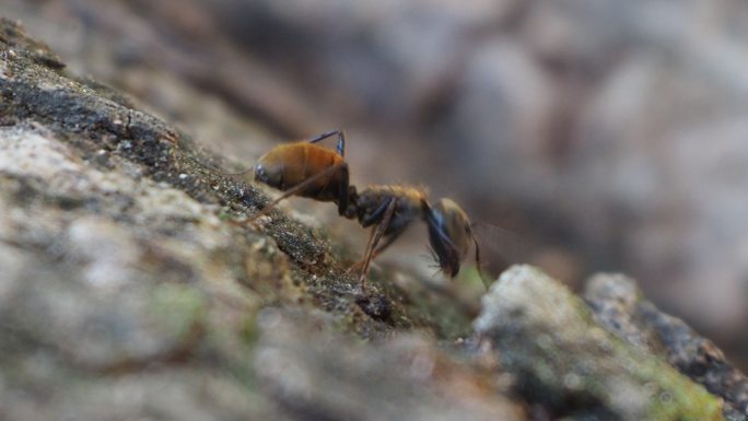 树皮上的棕色蚂蚁树皮棕色蚂蚁