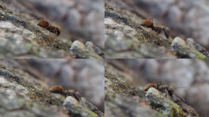 树皮上的棕色蚂蚁树皮棕色蚂蚁